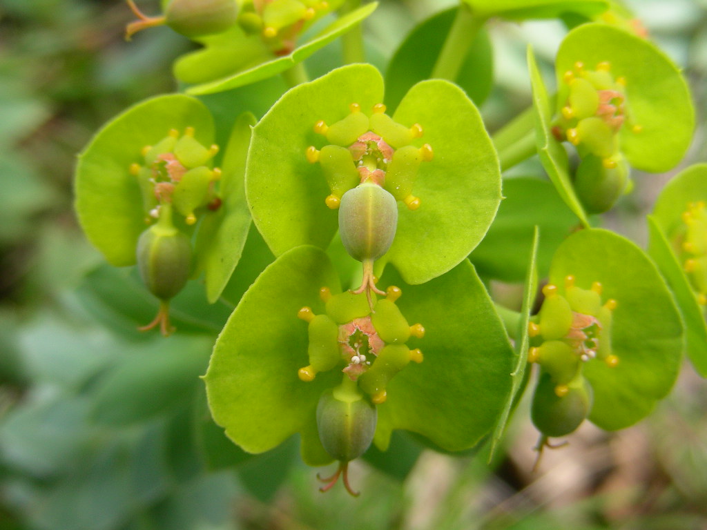 Euphorbia myrsinites / Euforbia mirsinite